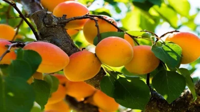 صورة في موسمه.. 5 فوائد مذهلة لفاكهة المشمش على صحتك