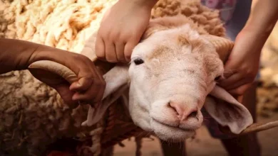 صورة ما الحكمة من مشروعية الأضحية وإذا طرأ عيب مخل بالأضحية
