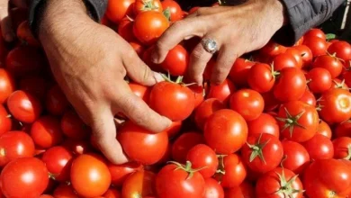 صورة أسعار الخضروات والفاكهة في سوق العبور اليوم 28-9-2025