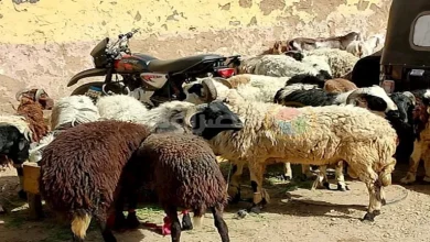 صورة الإفتاء تكشف ترتيب الأفضل في الأضحية من الأنعام