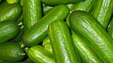 صورة مفاجأة.. هذا ما يحدث لجسمك عند تناول الخيار يوميا