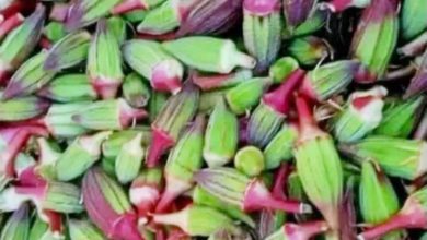 صورة فوائد البامية الحمراء:  أخبار السعودية