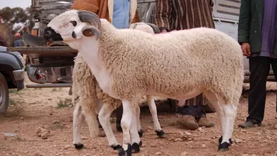 صورة أبرزها “خطف الخروف”.. أغرب 6 عادات للاحتفال بعيد الأضحى حول العالم