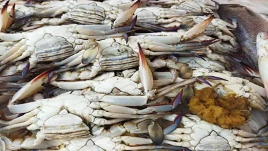 صورة انخفاض الكابوريا.. أسعار الأسماك والمأكولات البحرية في سوق العبور اليو
