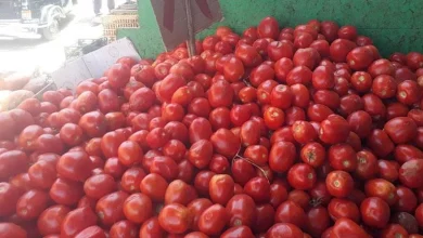 صورة ارتفاع الطماطم.. أسعار الخضروات والفاكهة في سوق العبور 11-12-2025