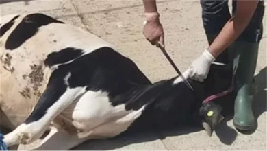 صورة الأزهر للفتوى: الأضحية من الشاة تجزئ عن الشخص الواحد وعن أهل بيته مهما