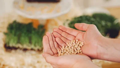 صورة ما مقدار زكاة الزرع الـمَسْقِيِّ بالطاقة الشمسية؟.. الإفتاء توضح