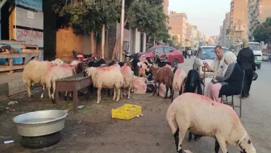 صورة ما هي علامات قبول الأضحية؟.. أمين الفتوى يوضح