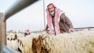 صورة «الأضاحي» تدخل السوق الرقمية  أخبار السعودية