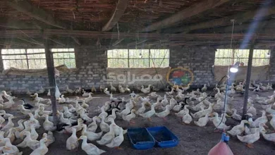 صورة انخفاض أسعار الدواجن اليوم 18-7-2025 بالأسواق (موقع رسمي)