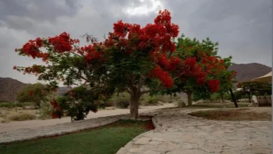 صورة محافظة بدر الجنوب.. وجهه سياحية تنبض بالحياة والجمال وتفتح أبواب الاستثمار