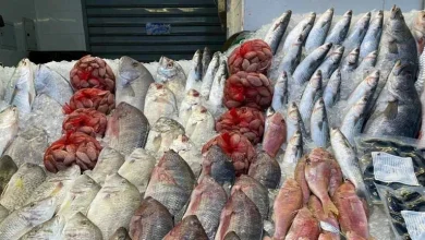 صورة أسعار الأسماك والمأكولات البحرية في سوق العبور 9-10-2025