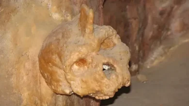 صورة حكاية الجمجمة الغامضة في اليونان.. تعود لـ300 ألف عام