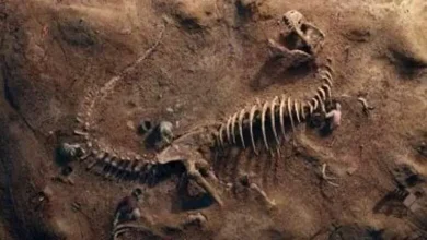 صورة عمرها 115 مليون سنة.. 10 صور توثق لحظة اكتشاف آثار ديناصورات في تكساس