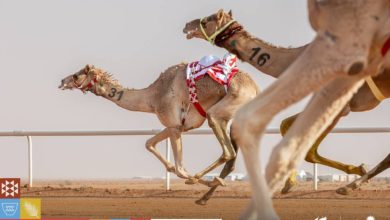 صورة ينطلق في سبتمبر.. 50 مليوناً جوائز مهرجان ولي العهد للهجن  أخبار السعودية