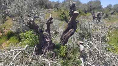 صورة “أوتشا”: موسم الزيتون في الضفة شهد أعلى مستوى من هجمات المستعمرين منذ 5 سنوات