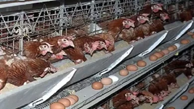 صورة ما السبب وراء ارتفاع أسعار البيض رغم استقرار الدواجن؟ الشعبة تجيب