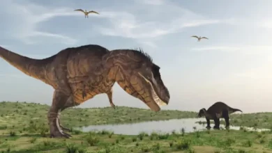 صورة “قيء ديناصور” يكشف سرا مدفونا منذ 110 ملايين سنة