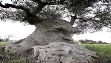 صورة 25  لقطة لأشجار خارقة وغريبة مش هتصدق إنها حقيقية