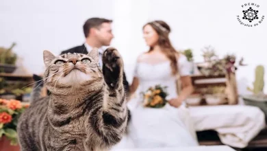صورة صور تشرح القلب.. 20 لحظة زفاف مدهشة من أنحاء العالم