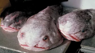 صورة أغرب كائن بحري.. لهذا السبب يشمئز الإنسان من مظهر سمكة الفقاعة