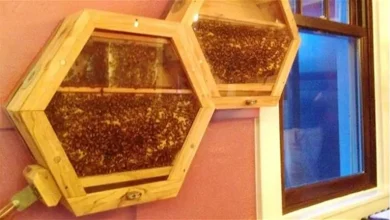 صورة ما حكم تربية النحل في المنازل وأكل العسل من مصدر مجهول؟