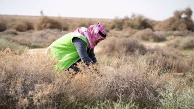 صورة نثر 80 طناً من البذور لإحياء المراعي في 33 موقعاً  أخبار السعودية