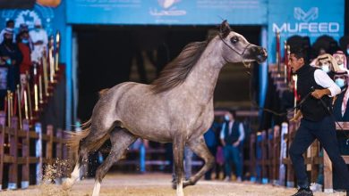 صورة انطلاق فعاليات مهرجان الخيول العربية بالشرقية الشهر المقبل