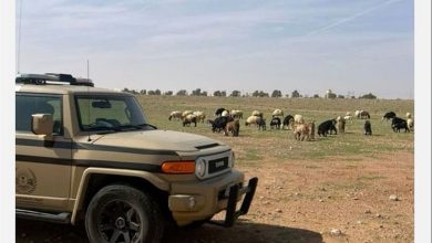 صورة ضبط مواطنًا لارتكابه مخالفة رعي في محمية الإمام تركي بن عبدالله الملكية