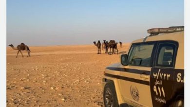 صورة ضبط مواطن لارتكابه مخالفة رعي في محمية الإمام عبدالعزيز بن محمد الملكية