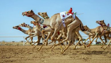 صورة الهجن الأردنية حاضرة في مهرجان ولي العهد بالطائف