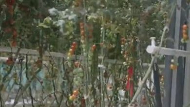 صورة نعمل على زراعة الأشجار النادرة والبرية لتحقيق الاستدامة الزراعية