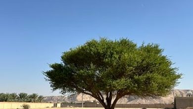 صورة «الغطاء النباتي» يحصر أكثر من 550 موقعًا للأشجار المعمّرة