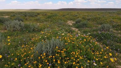 صورة اليوم العالمي للزراعة.. محمية الملك سلمان بن عبدالعزيز الملكية تُثمر عن غرس 4 ملايين شجرة