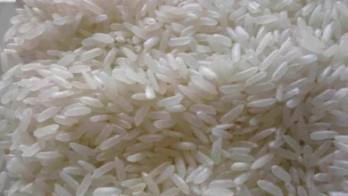 صورة زيادة إنتاج الأرز المحلي تقلص واردات مصر 25% خلال العام المالي الحال