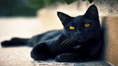 صورة مدينة إسبانية تحظر مؤقتا تبني القطط السوداء لهذا السبب