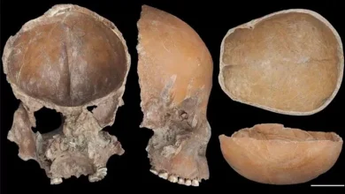 صورة بالصور.. العثور على عظام بشرية مصنعة على شكل “أكواب وأقنعة”