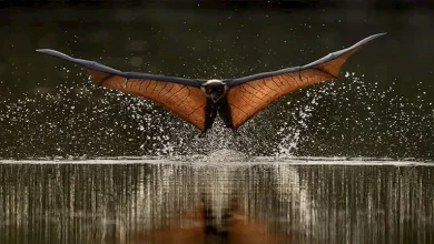 صورة 25 صورة فائزة في جوائز كروماتيك العالمية تخطف الأنظار