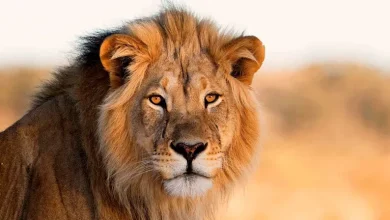 صورة فندق يجعلك تلعب مع الأسد .. إليك التفاصيل