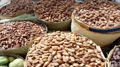 صورة مصر الأولى عالميًا في إنتاج التمور.. فلماذا لا تصدر سوى 2.7% فقط؟ الشع