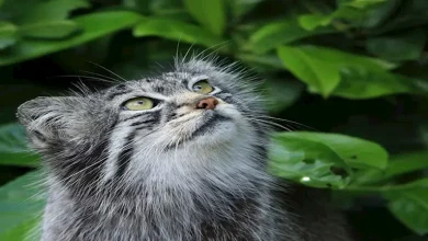 صورة لماذا تعض القطط أصحابها؟- 6 حقائق ستفاجئك