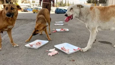 صورة بعد تحذير الزراعة.. أمين الفتوى: قتل الحيوانات الضالة حرام شرعًا ويجوز