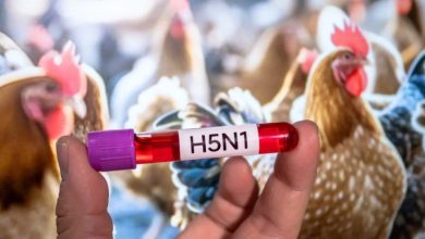 صورة تفشّي سلالة «H5N1» شديدة العدوى من إنفلونزا الطيور في العراق  أخبار السعودية