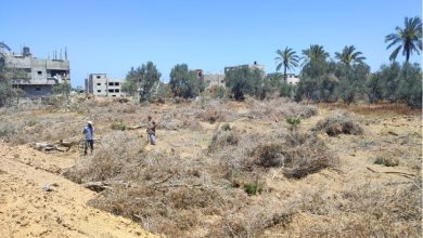 صورة الأونروا تحذر من ارتفاع أسعار المواد الغذائية بغزة بسبب تدمير إسرائيل الأراضي الزراعية