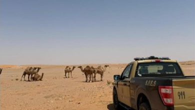 صورة ضبط مواطن لارتكابه مخالفة رعي في محمية الملك عبدالعزيز الملكية
