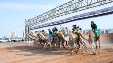 صورة انطلاق النسخة الخامسة من كأس الاتحاد السعودي للهجن 2025 في حائل