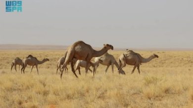 صورة بدء المرحلة الثانية لدخول أفواج الإبل والماشية لمناطق الرعي بمحمية الإمام تركي بن عبدالله