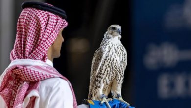 صورة بيع 3 صقور بقيمة تقارب مليون ريال ضمن فعاليات معرض الصقور والصيد السعودي الدولي 2025