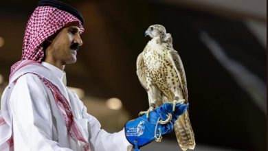 صورة بيع 4 صقور بـ652 ألف ريال في معرض الصقور والصيد السعودي الدولي 2025