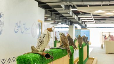 صورة 40 مشاركًا في شوط “جير تبع” بسباق الملواح ضمن معرض الصقور والصيد السعودي الدولي 2025